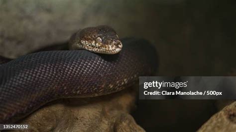 Image result for Python Zoo Pit