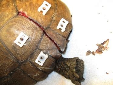 Image result for Turtle Shell Repair