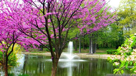 Image result for Spring Screen Backgrounds