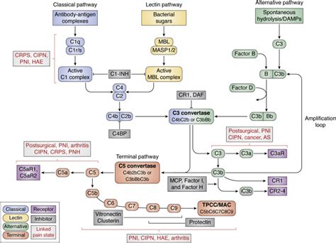 Image result for Phagocytic Process Alternative Complement Cascade