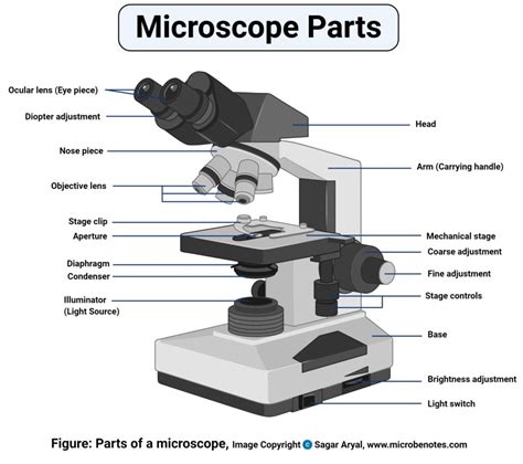 Image result for Light Microscope Printable Image