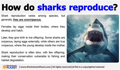 Image result for Shark Different Reproduction