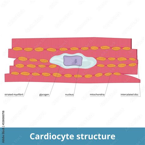 Image result for Cardiac Muscle Cell Structure