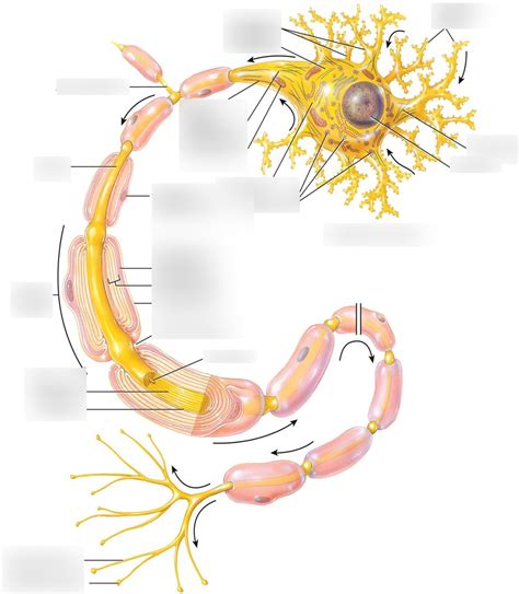 Image result for LAN LED Multipolar Neuron