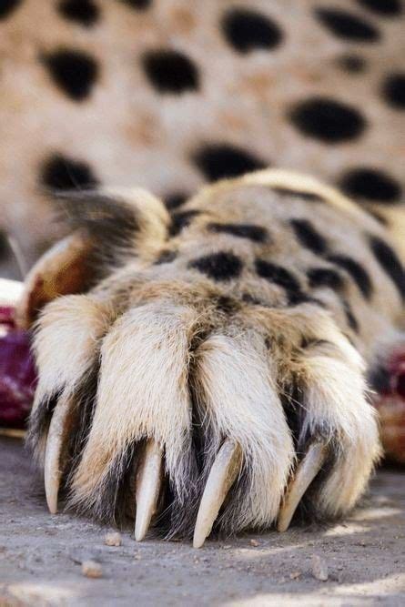 Pin by Glycenne on Feline | Wild animals photography, Cute animals ...
