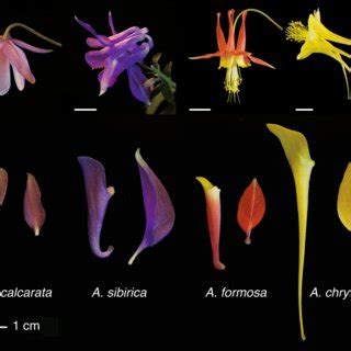 Afbeeldingsresultaten voor Morphological Variation Examples