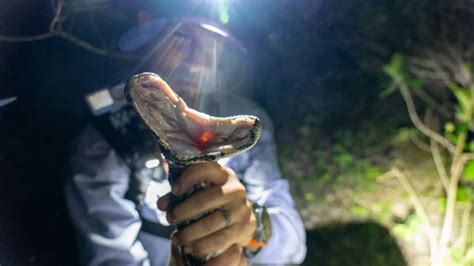 Toradh íomhá ar Python Cowboy Iguana Hunt