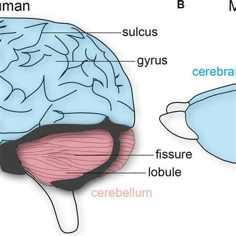 Image result for Mouse Visual Cortex Vs. Human