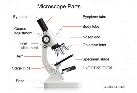 Image result for Using a Microscope Parts of a Microscope