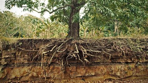 Image result for Mango Tree with Roots