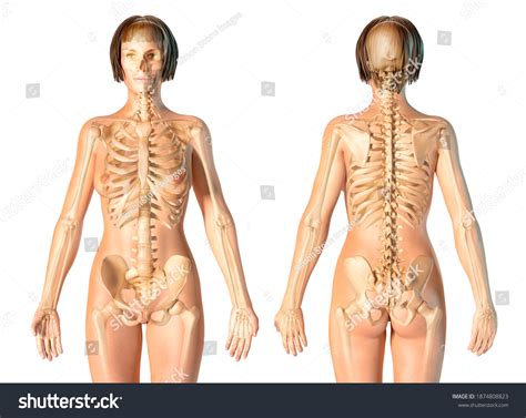 Image result for Female Skeleton Internal Anatomy