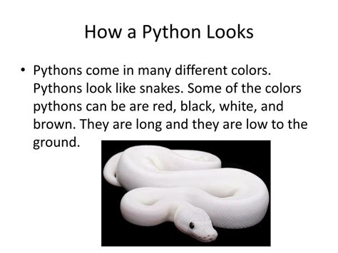 Image result for What Does a Python Look Like