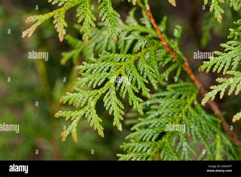 Atlantic White Cedar Tree Leaf Pattern に対する画像結果