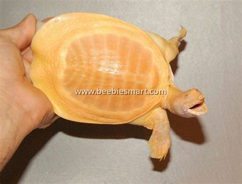 Image result for Albino Turtle Shell Rot