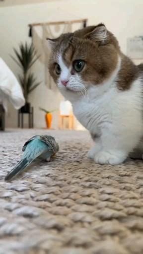 Cute Pet Python に対する画像結果