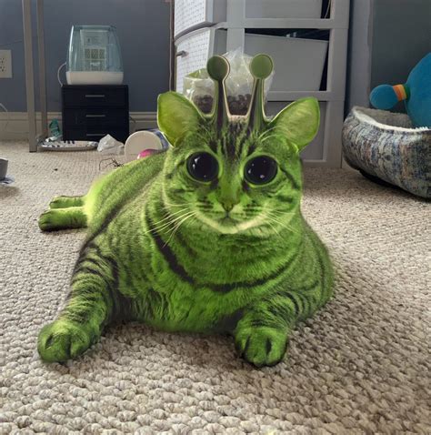 Toradh íomhá ar Alien Cat No Ai