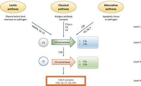 Image result for Regulation of the Complement System