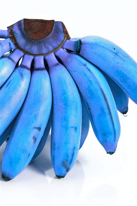 Blue Java Banana Fruit Color Chart に対する画像結果