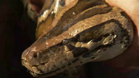 Toradh íomhá ar Great Python Meaning