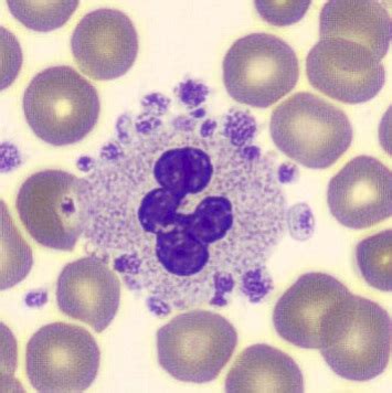 Image result for Stippled Cells