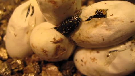 Image result for Baby Python Snake After Hatching