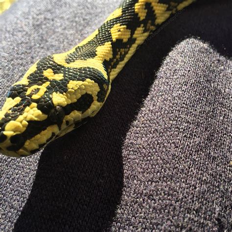 Image result for Jungle Python Morphs