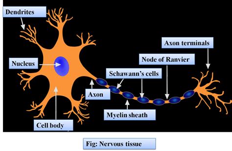 A Multipolar Neuron에 대한 이미지 결과