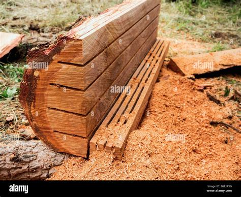 Toradh íomhá ar Large Tree Log