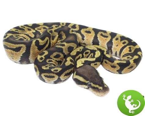 Image result for Pastel Maple Ball Python