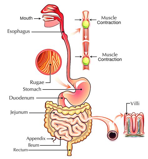 Image result for Our Digestive System