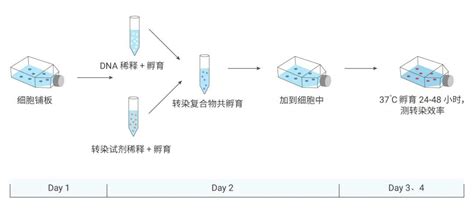 Afbeeldingsresultaten voor Polyfast Transfection Reagent
