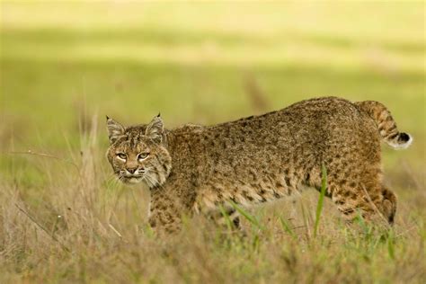 Toradh íomhá ar Small Bobcat