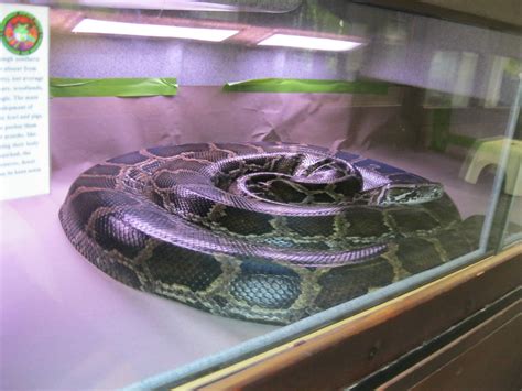 Toradh íomhá ar Zoo Python Exhibit