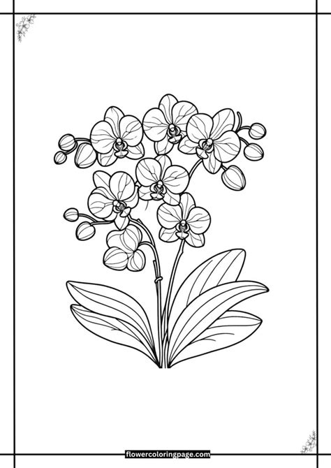 Image result for Orchid Flower Coloring Pages