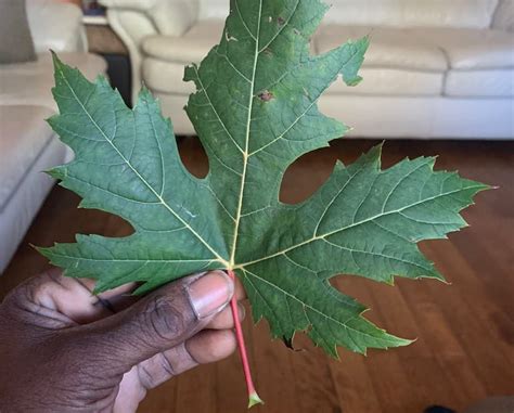 Silver Maple Root System に対する画像結果
