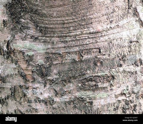 Smooth Silver Maple Tree Bark に対する画像結果
