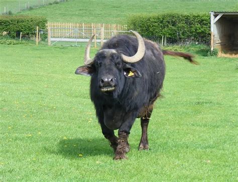 Afbeeldingsresultaten voor Types Bison