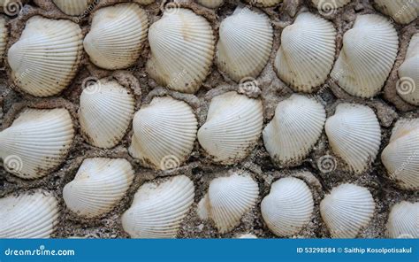 Image result for Shell Texture Print