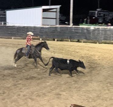 Image result for Horseback Sorting Cattle