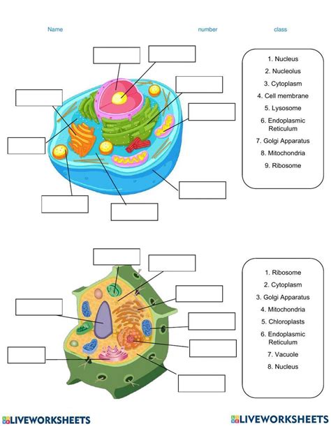 Image result for 7th Grade Cell Structure Worksheet