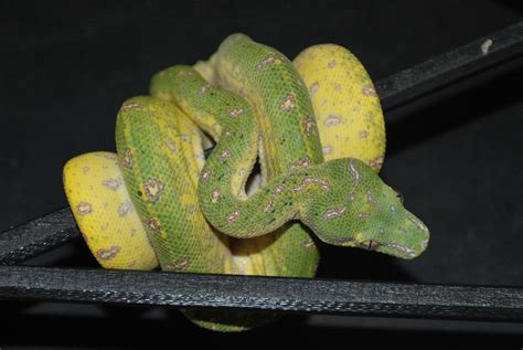 Afbeeldingsresultaten voor Tree Python Baby