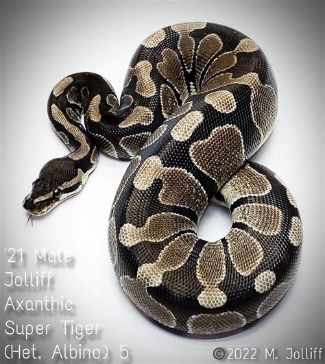 Image result for Tiger Ball Python Morph