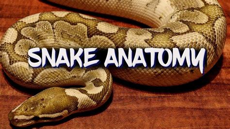 Python Anatomy に対する画像結果