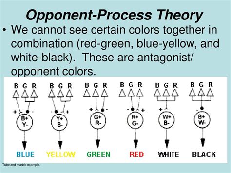 Opponent Process Theory Simple Definition എന്നതിനുള്ള ഇമേജ് ഫലം