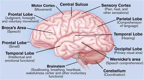 Image result for Brain Structure Labeled