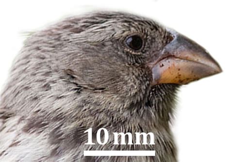 Image result for Normal Distribution Quantiles