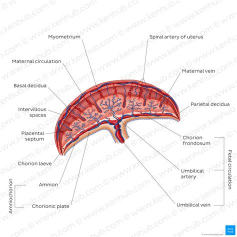 Image result for Placenta Uterus Diagram
