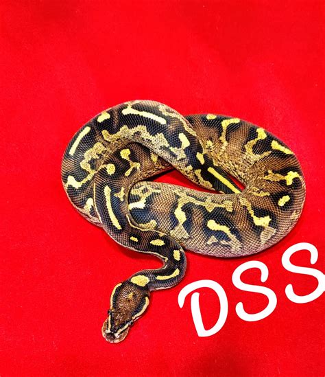Astel Lesser Asphalt Ball Python に対する画像結果