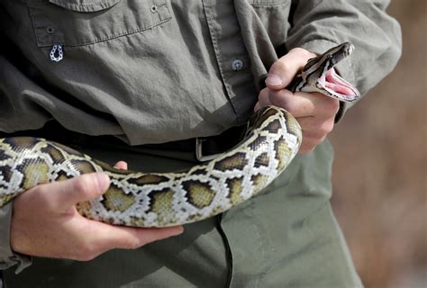Image result for Burmese Python Food Chain