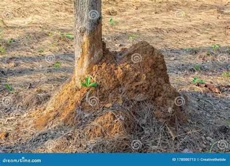 Image result for Termite Nest in Tree
